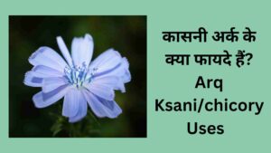 कासनी अर्क के फायदे और नुकसान-Kasani Arq Uses in hindi