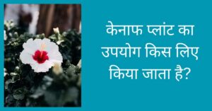 केनाफ प्लांट की उपयोगिता-फूल का विवरण सहित चित्र 