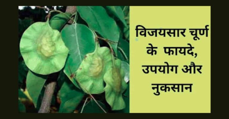 चित्र में विजयसार चूर्ण